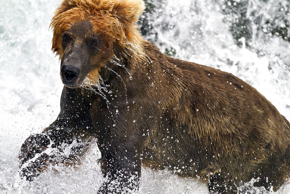 Adult brown bear (Ursus arctos) foraging for salmon at the Brooks River in Katmai National Park near Bristol Bay, Alaska, USA, Pacific Ocean