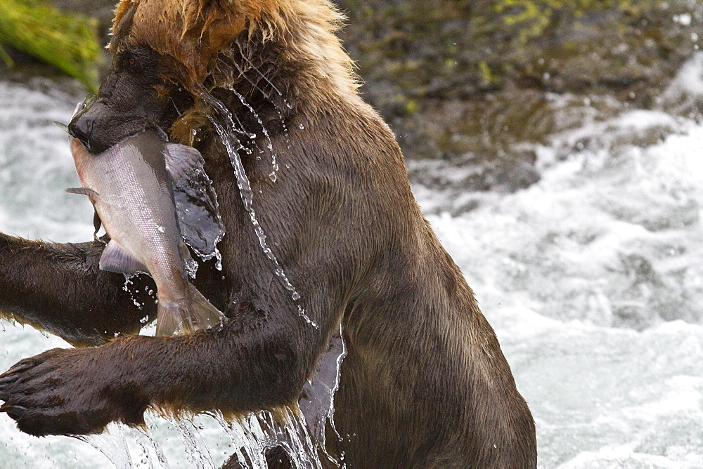 Adult brown bear (Ursus arctos) foraging for salmon at the Brooks River in Katmai National Park near Bristol Bay, Alaska, USA, Pacific Ocean