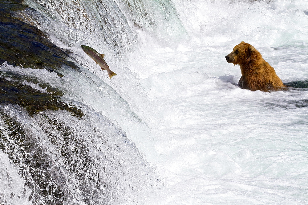 Adult brown bear (Ursus arctos) foraging for salmon at the Brooks River in Katmai National Park near Bristol Bay, Alaska, USA, Pacific Ocean