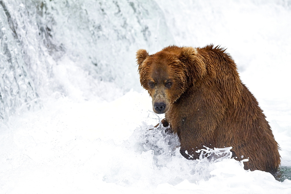 Adult brown bear (Ursus arctos) foraging for salmon at the Brooks River in Katmai National Park near Bristol Bay, Alaska, USA, Pacific Ocean