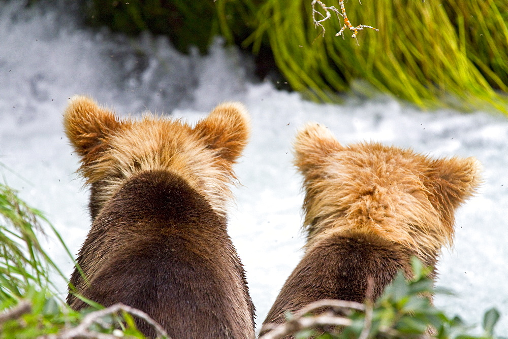 Adult brown bear (Ursus arctos) foraging for salmon at the Brooks River in Katmai National Park near Bristol Bay, Alaska, USA, Pacific Ocean