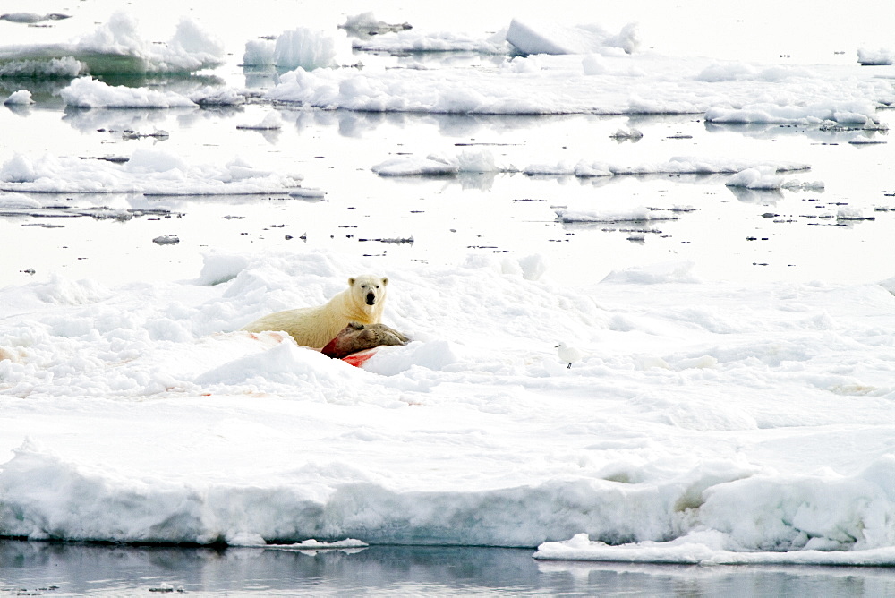 Adult polar bear (Ursus maritimus) with a frshly killed ringed seal on multi-year ice floes in the Storfjord Region of the Svalbard Archipelago, Norway