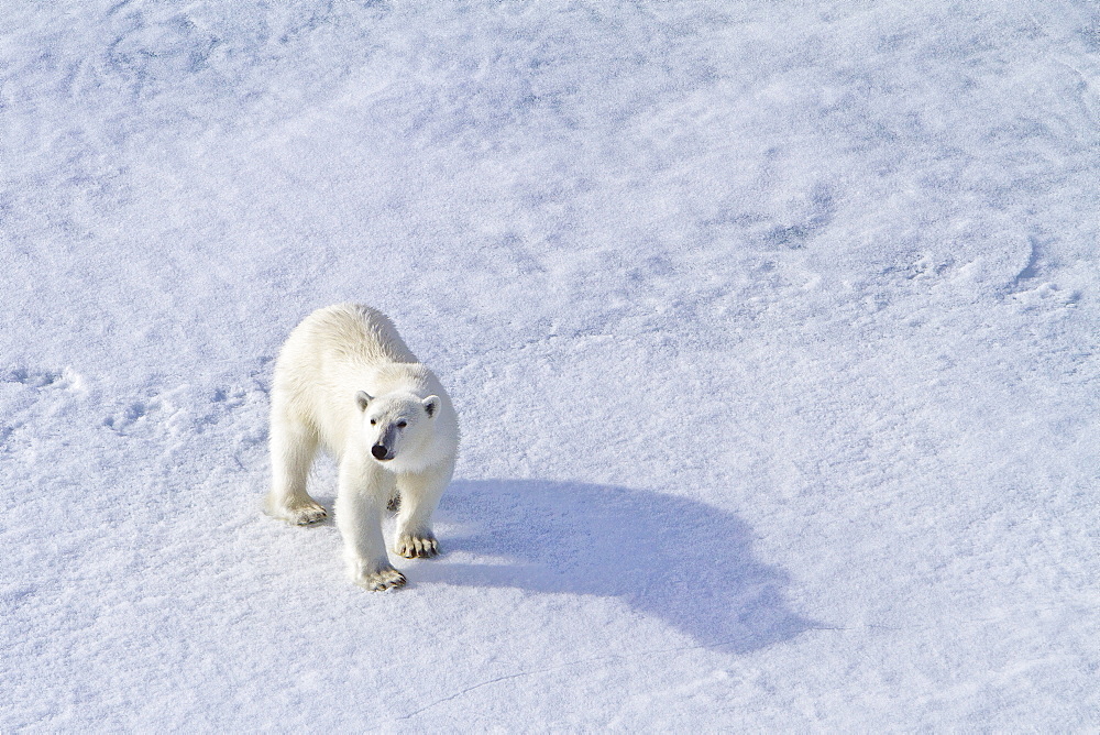 A curious young polar bear (Ursus maritimus) approaches the National Geographic Explorer, Spitsbergen, Norway