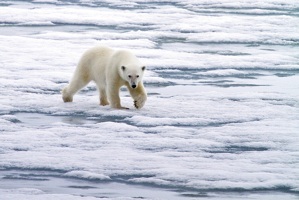 A curious young polar bear (Ursus maritimus) approaches the National Geographic Explorer in Woodfjorden on the northern coast of Spitsbergen in the Svalbard Archipelago, Norway