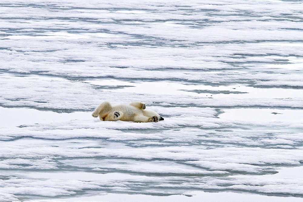 A curious young polar bear (Ursus maritimus) approaches the National Geographic Explorer in Woodfjorden, Spitsbergen, Svalbard Archipelago, Norway