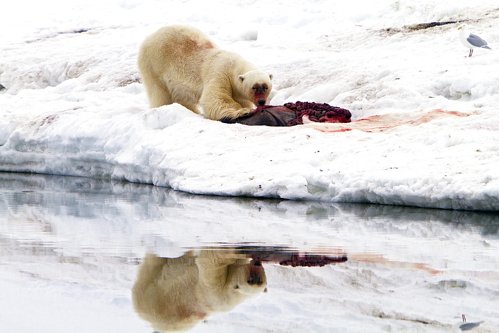 A well-scarred old male polar bear (Ursus maritimus) on a fresh bearded seal kill near Monacobreen Glacier, Spitsbergen in the Svalbard Archipelago, Norway