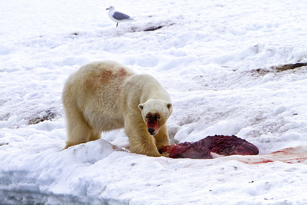 A well-scarred old male polar bear (Ursus maritimus) on a fresh bearded seal kill near Monacobreen Glacier, Spitsbergen in the Svalbard Archipelago, Norway