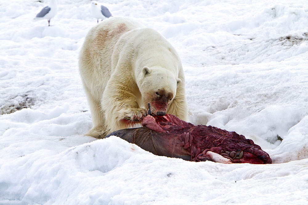 A well-scarred old male polar bear (Ursus maritimus) on a fresh bearded seal kill near Monacobreen Glacier, Spitsbergen in the Svalbard Archipelago, Norway