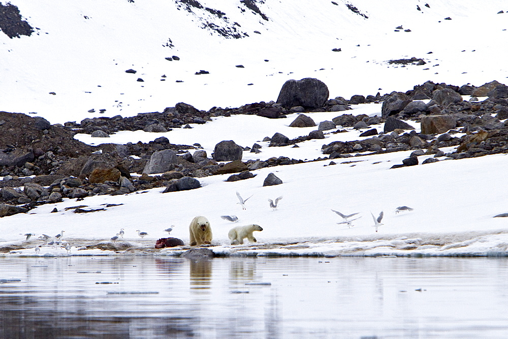 A well-scarred old male polar bear (Ursus maritimus) defending a fresh kill against an intruder, Monacobreen Glacier, Spitsbergen, Norway