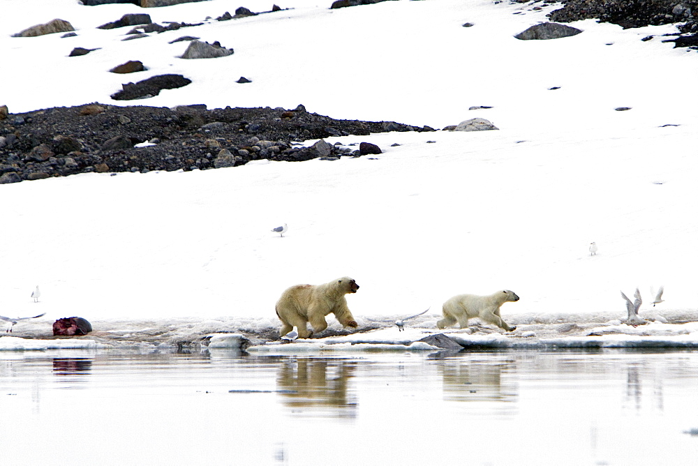 A well-scarred old male polar bear (Ursus maritimus) defending a fresh kill against an intruder, Monacobreen Glacier, Spitsbergen, Norway