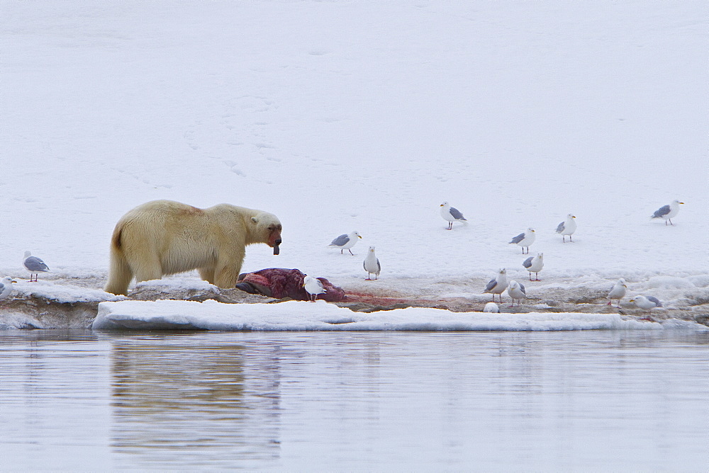 A well-scarred old male polar bear (Ursus maritimus) on a fresh bearded seal kill near Monacobreen Glacier, Spitsbergen in the Svalbard Archipelago, Norway