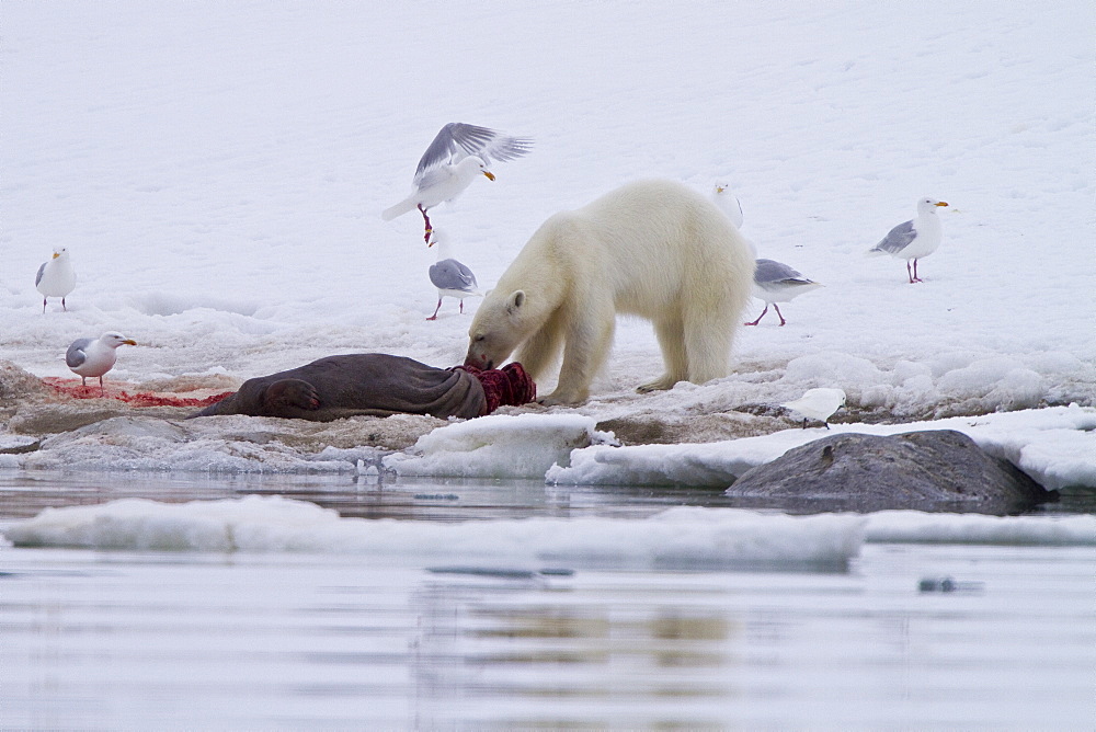 A younger polar bear (Ursus maritimus) scavenging a fresh bearded seal kill, Monacobreen Glacier, Spitsbergen, Norway