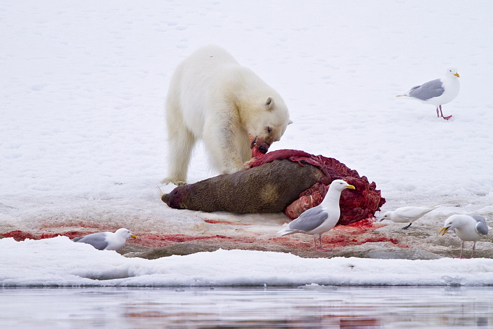 A younger polar bear (Ursus maritimus) scavenging a fresh bearded seal kill, Monacobreen Glacier, Spitsbergen, Norway