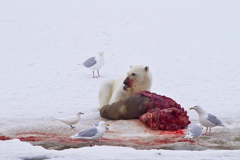 A younger polar bear (Ursus maritimus) scavenging a fresh bearded seal kill, Monacobreen Glacier, Spitsbergen, Norway