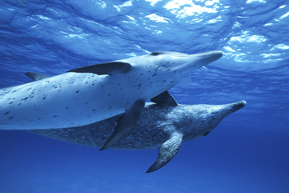 Atlantic Spotted Dolphin, Stenella frontalis, underwater on the Little Bahama Banks, GBI, Bahamas
