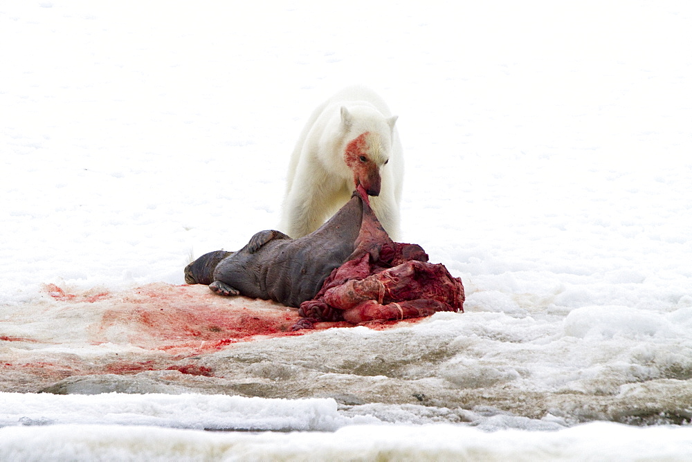 A younger polar bear (Ursus maritimus) scavenging a fresh bearded seal kill, Monacobreen Glacier, Spitsbergen, Norway