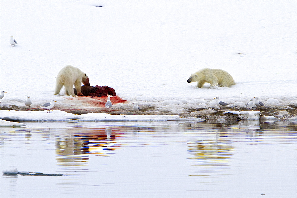 Two young polar bears (Ursus maritimus) disputing feeding rights on a fresh bearded seal kill, Spitsbergen, Norway