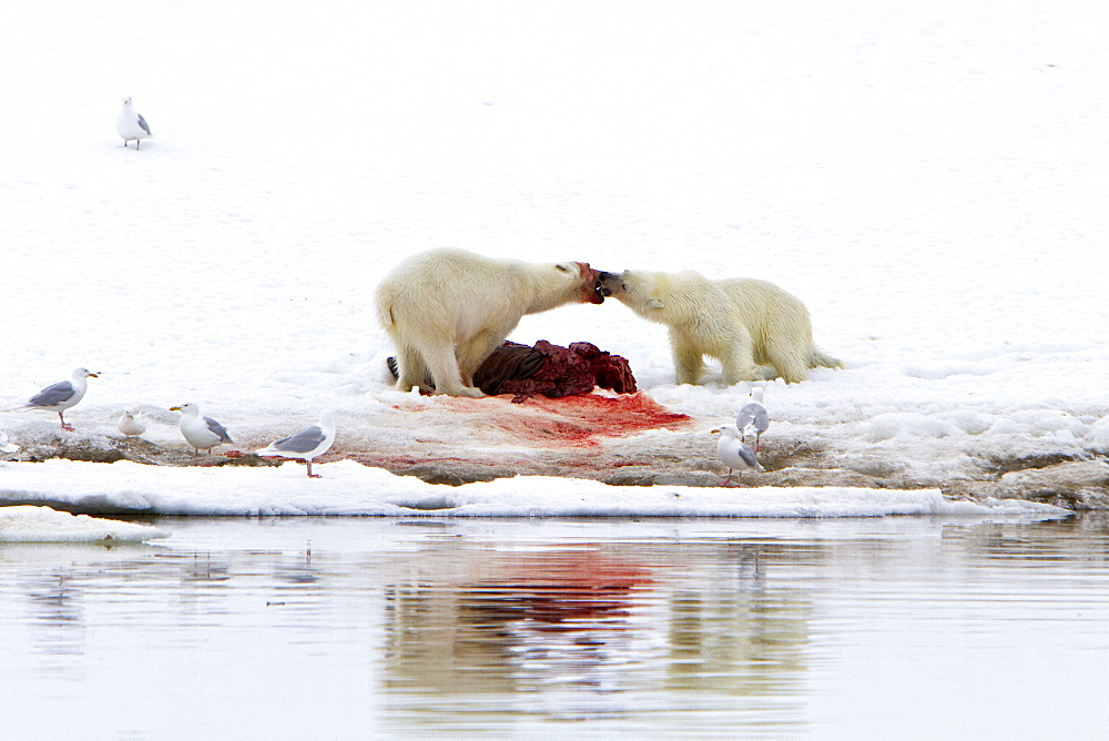 Two young polar bears (Ursus maritimus) disputing feeding rights on a fresh bearded seal kill, Spitsbergen, Norway