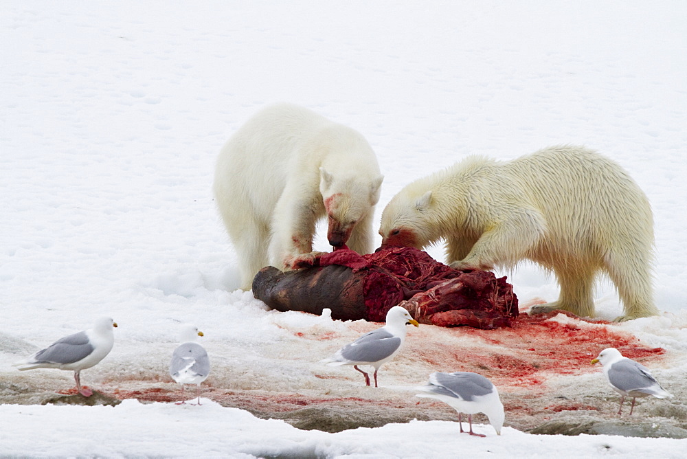 Two young polar bears (Ursus maritimus) disputing feeding rights on a fresh bearded seal kill, Spitsbergen, Norway