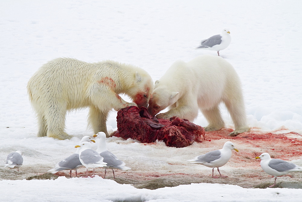 Two young polar bears (Ursus maritimus) feeding side-by-side on a fresh bearded seal kill near Monacobreen Glacier, Spitsbergen, Svalbard Archipelago, Norway