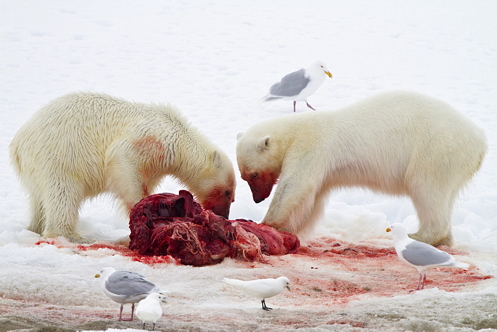 Two young polar bears (Ursus maritimus) feeding side-by-side on a fresh bearded seal kill near Monacobreen Glacier, Spitsbergen, Svalbard Archipelago, Norway