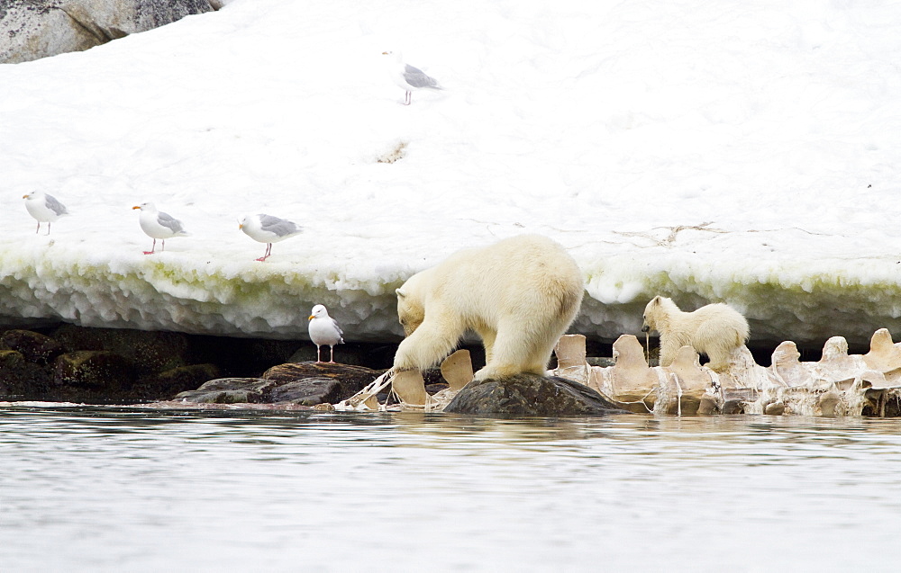 Polar bears (Ursus maritimus) adult and cub hunting, Monacobreen Glacier, Spitsbergen in the Svalbard Archipelago, Norway