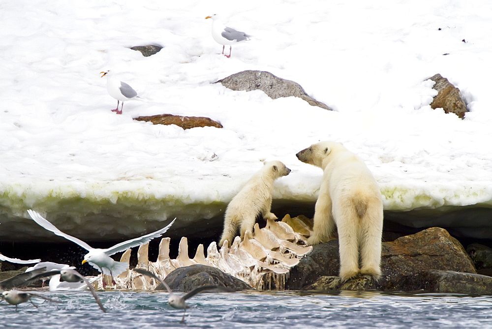 Polar bears (Ursus maritimus) adult and cub hunting, Monacobreen Glacier, Spitsbergen in the Svalbard Archipelago, Norway