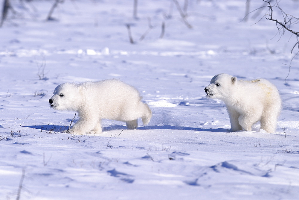 Polar Bear cubs (Ursus maritimus) running on open snow, Churchill, Manitoba, Hudson Bay, Canada