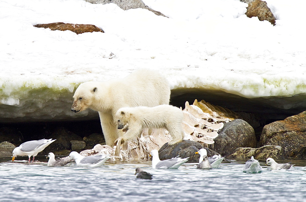 Polar bears (Ursus maritimus) adult and cub hunting, Monacobreen Glacier, Spitsbergen in the Svalbard Archipelago, Norway