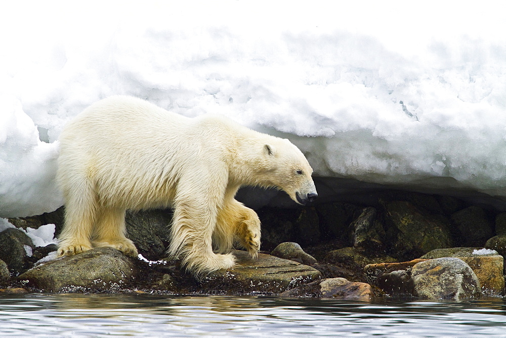 Polar bear (Ursus maritimus) adult hunting, Monacobreen Glacier, Spitsbergen in the Svalbard Archipelago, Norway
