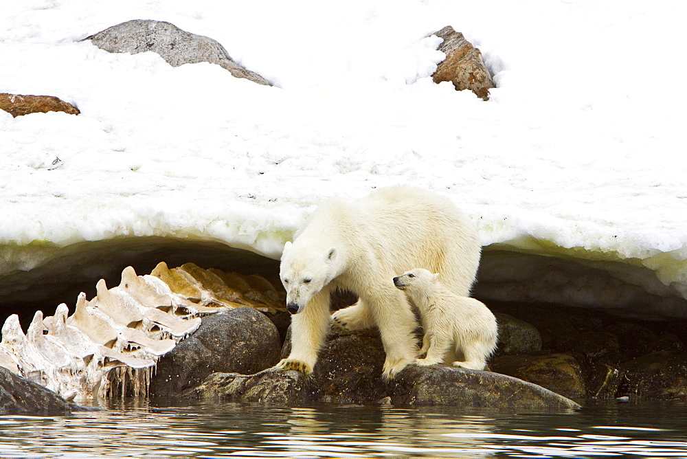 Polar bears (Ursus maritimus) adult and cub hunting, Monacobreen Glacier, Spitsbergen in the Svalbard Archipelago, Norway