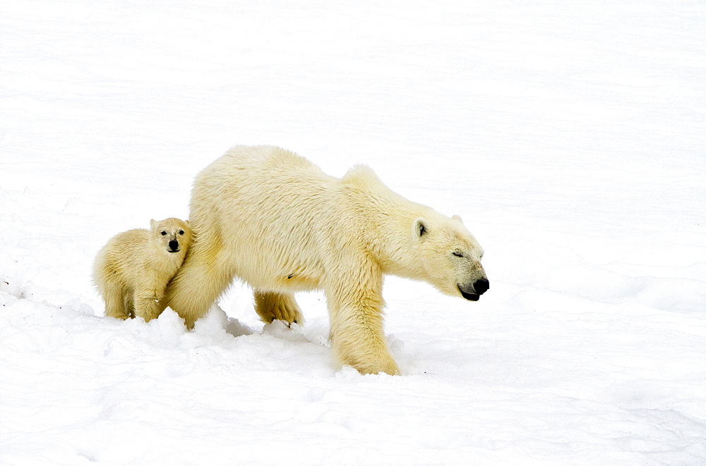 Polar bears (Ursus maritimus) adult and cub walking, Monacobreen Glacier, Spitsbergen in the Svalbard Archipelago, Norway