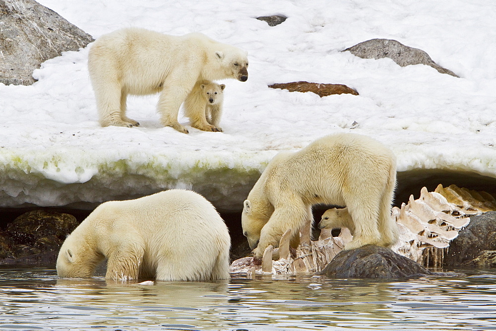 Polar bears (Ursus maritimus) adults and cub hunting, Monacobreen Glacier, Spitsbergen in the Svalbard Archipelago, Norway