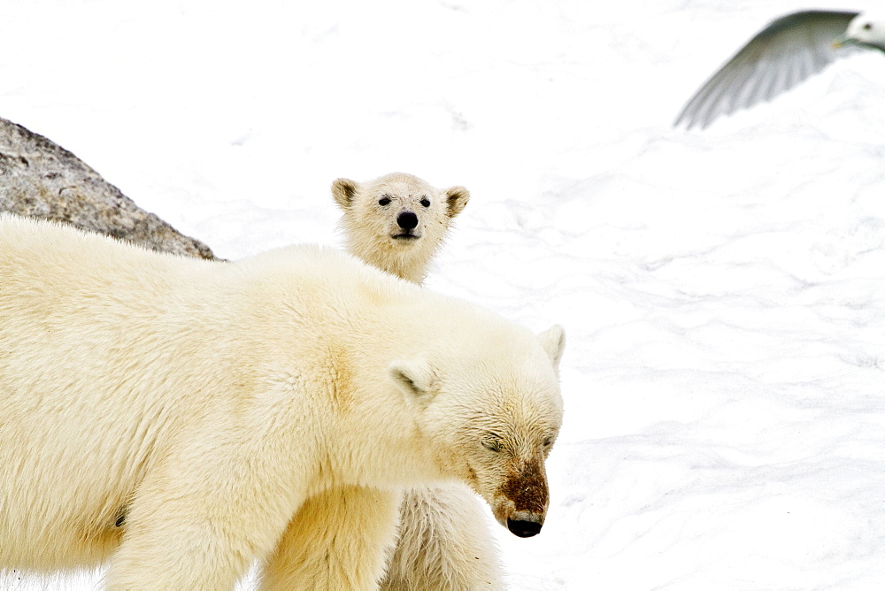 Polar bears (Ursus maritimus) adult and cub. Monacobreen Glacier, Spitsbergen in the Svalbard Archipelago, Norway