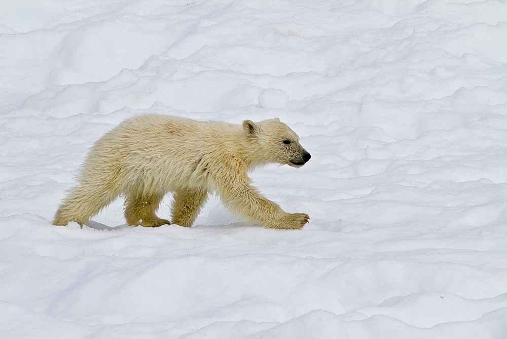 Polar bear (Ursus maritimus) cub walking, Monacobreen Glacier, Spitsbergen in the Svalbard Archipelago, Norway