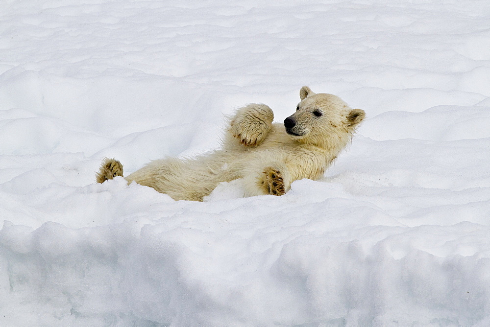 Polar bear (Ursus maritimus) cub lying in snow, Monacobreen Glacier, Spitsbergen in the Svalbard Archipelago, Norway