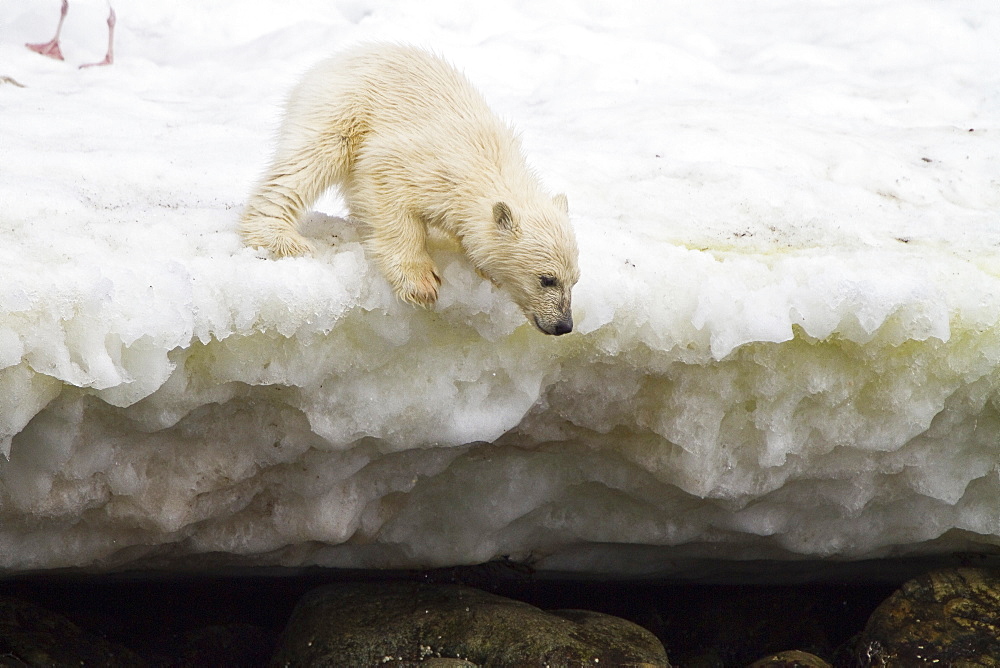 Polar bear (Ursus maritimus) cublooking into water, Monacobreen Glacier, Spitsbergen in the Svalbard Archipelago, Norway