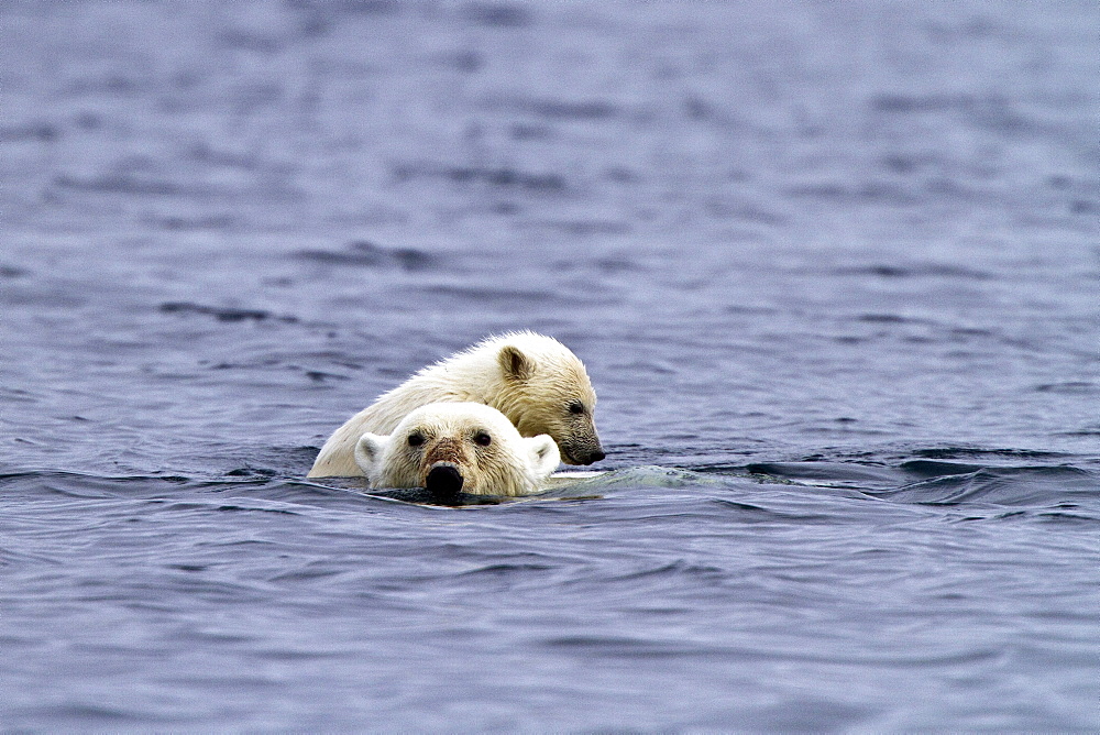 Polar bears (Ursus maritimus) adult and cub swimming. Monacobreen Glacier, Spitsbergen in the Svalbard Archipelago, Norway