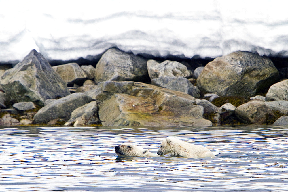 Polar bears (Ursus maritimus) adult and cub swimming. Monacobreen Glacier, Spitsbergen in the Svalbard Archipelago, Norway