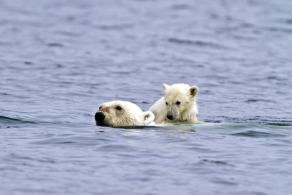 Polar bears (Ursus maritimus) adult and cub swimming. Monacobreen Glacier, Spitsbergen in the Svalbard Archipelago, Norway