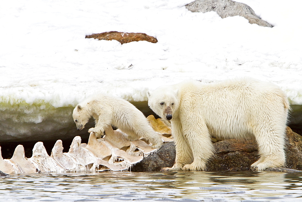 Polar bears (Ursus maritimus) adult and cub hunting, Monacobreen Glacier, Spitsbergen in the Svalbard Archipelago, Norway