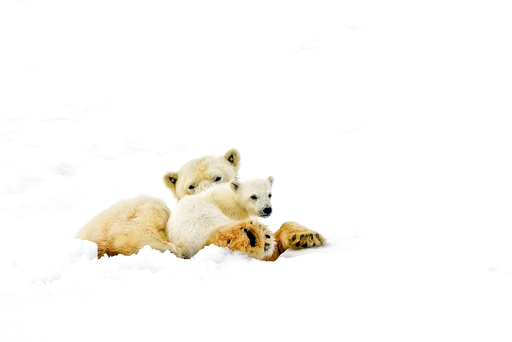 Polar bears (Ursus maritimus) adult and cub in snow. Monacobreen Glacier, Spitsbergen in the Svalbard Archipelago, Norway