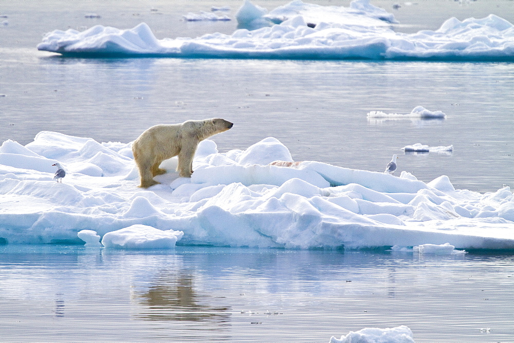 Polar bear (Ursus maritimus) adult on snow, Monacobreen Glacier, Spitsbergen in the Svalbard Archipelago, Norway