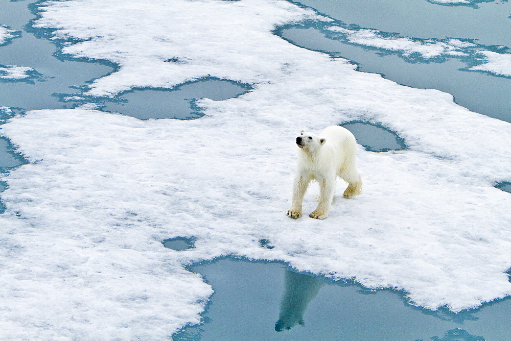 Polar bear (Ursus maritimus) adult on snow, Monacobreen Glacier, Spitsbergen in the Svalbard Archipelago, Norway