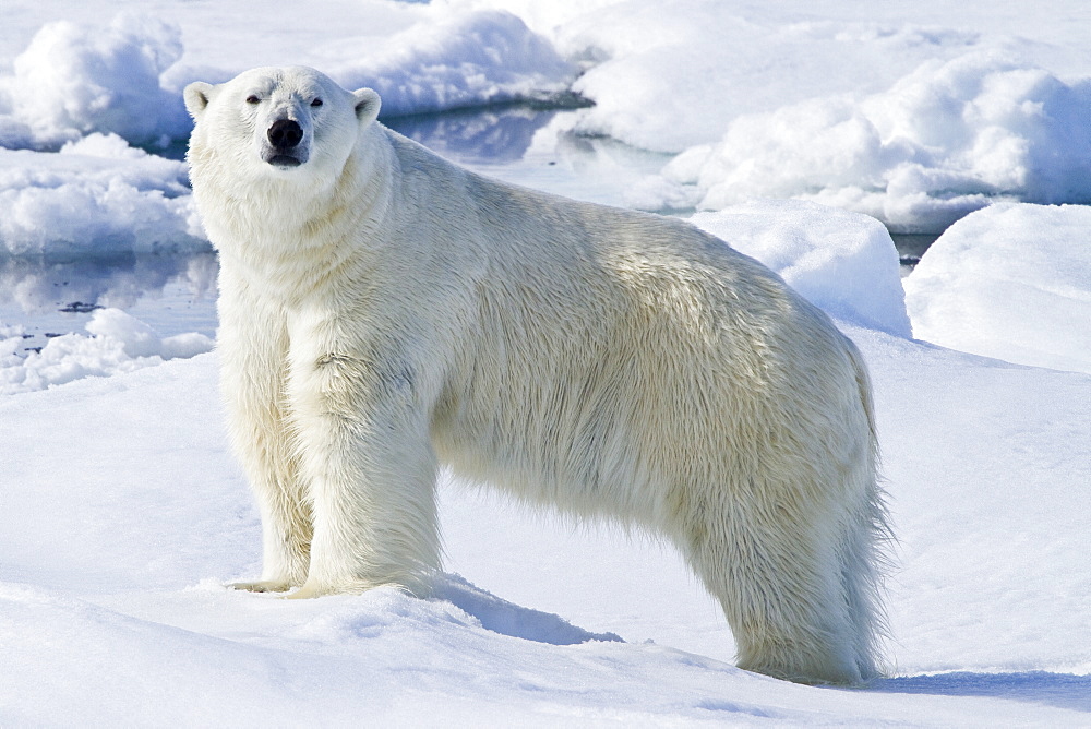 Adult male polar bear (Ursus maritimus) on multi-year ice floes in the Barents Sea off the eastern coast of Spitsbergen in the Svalbard Archipelago, Norway
