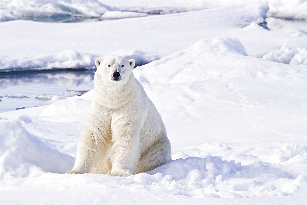 Adult male polar bear (Ursus maritimus) on multi-year ice floes in the Barents Sea off the eastern coast of Spitsbergen in the Svalbard Archipelago, Norway