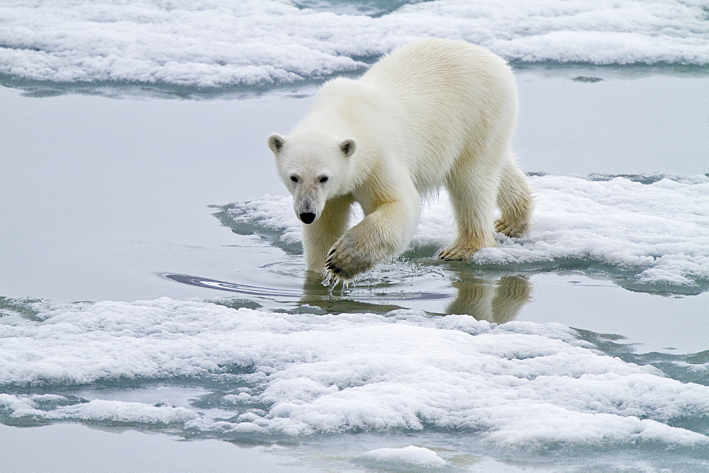 A curious young polar bear (Ursus maritimus) approaches the National Geographic Explorer in Woodfjorden, Spitsbergen, Svalbard Archipelago, Norway