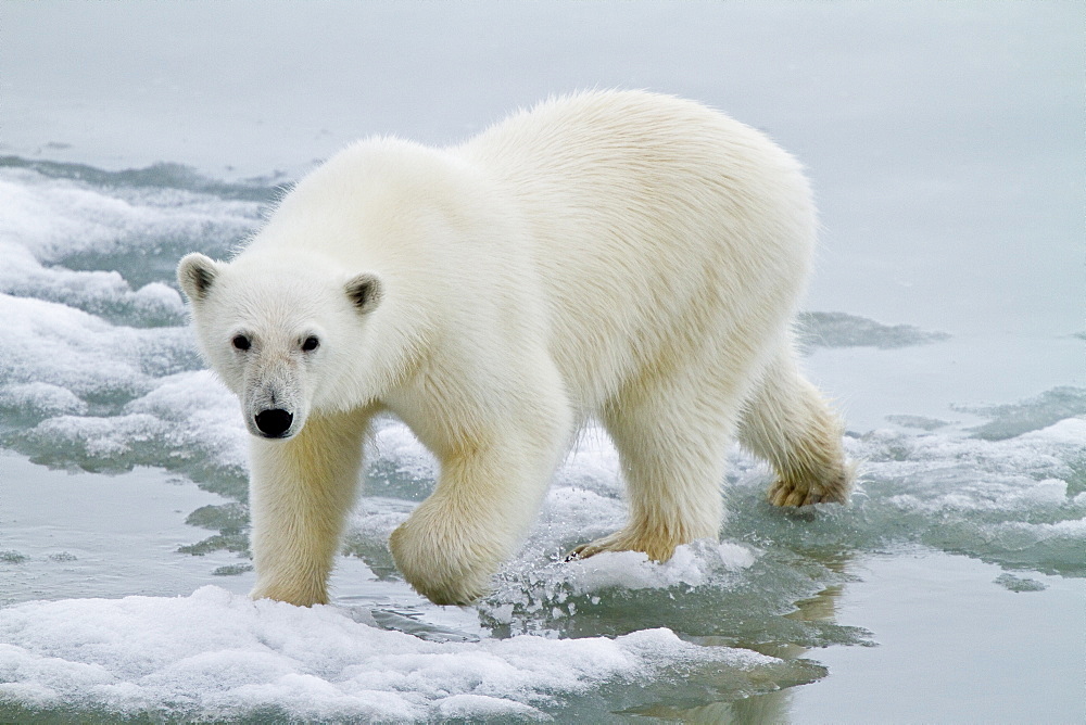 A curious young polar bear (Ursus maritimus) approaches the National Geographic Explorer in Woodfjorden, Spitsbergen, Svalbard Archipelago, Norway