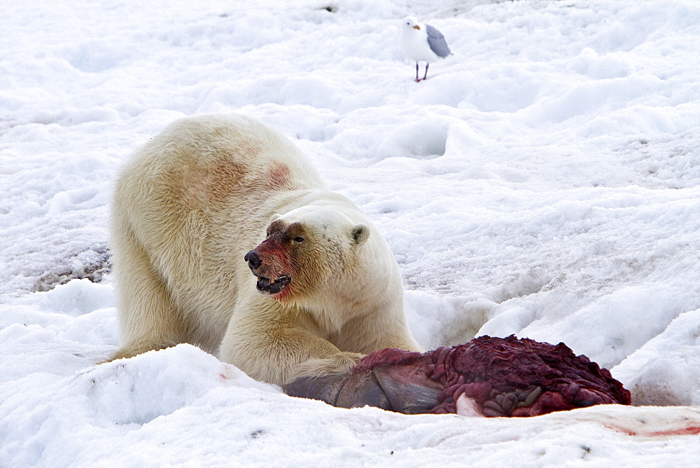 A well-scarred old male polar bear (Ursus maritimus) on a fresh bearded seal kill near Monacobreen Glacier, Spitsbergen in the Svalbard Archipelago, Norway