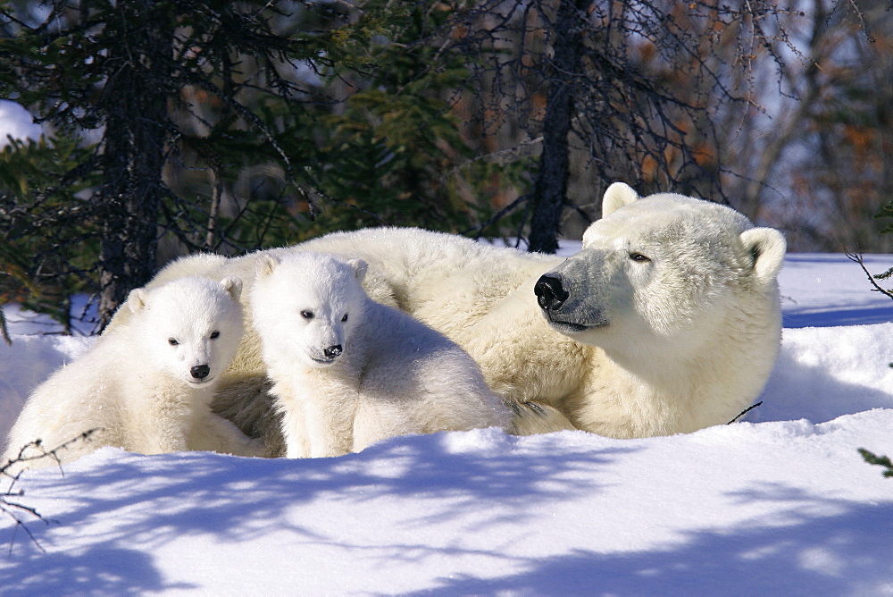 Mother Polar Bear (Ursus maritimus) with 3 month old cubs near Wapusk Park, northern Manitoba, Canada.